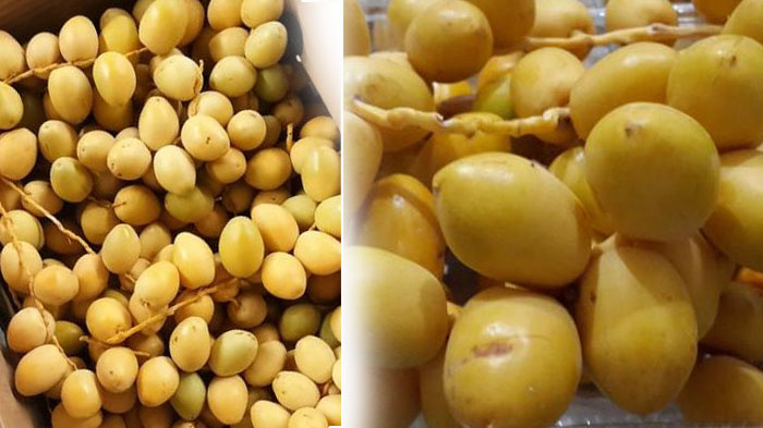 Manfaat Kurma Muda Kuning, Bantu Kelancaran Program Hamil