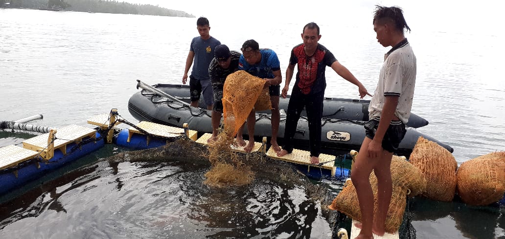 lanal-melonguane-melakukan-kegiatan-uji-coba-budidaya-rumput-laut-sistem-keramba.jpg
