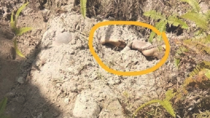 Ingin Kelabui Polisi, Ternyata yang Menemukan Jasad Gadis Siswi SMP Itu Pembunuhnya