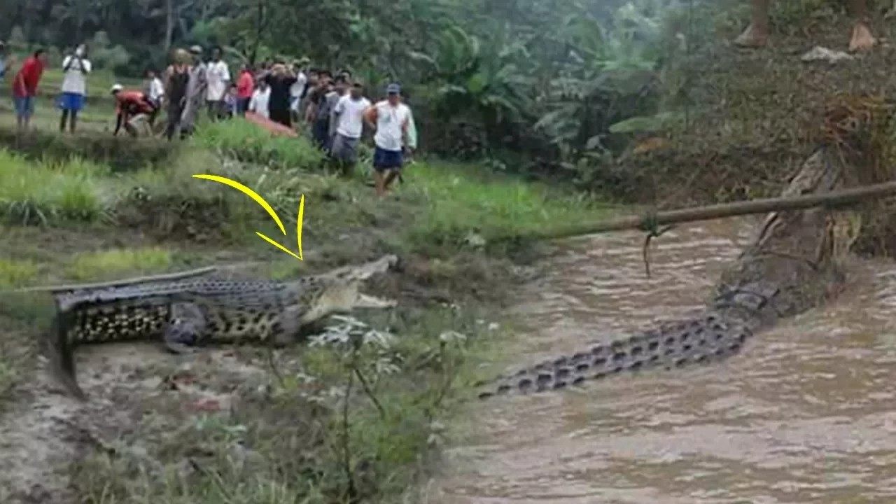 munculnya-buaya-di-area-persawahan-warga-malah-menonton-sambil-tertawa-ada-apa_20171017_173732.jpg