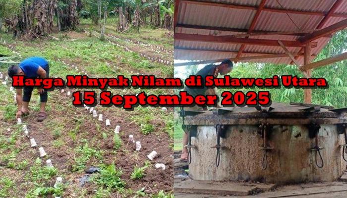 nfo-harga-minyak-nilam-di-Sulawesi-Utara-Segjghj.jpg