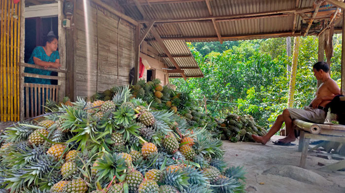 panen-buah-nenas-di-desa-lobong-bolmong-foto-1.jpg