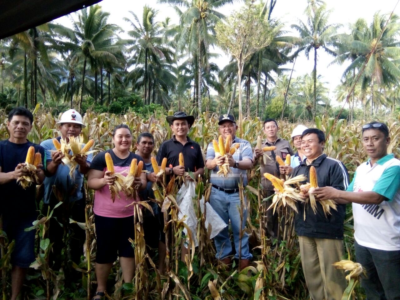 panen-jagung-di-minut_20170313_221613.jpg
