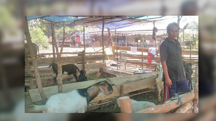 pedagang-hewan-kurban-466246.jpg