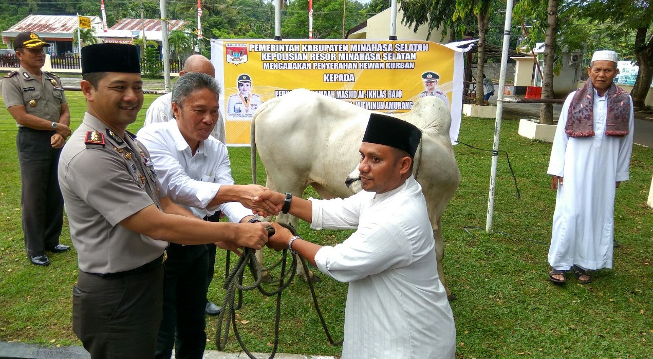 pemkab-minsel-siapkan-3-ekor-sapi_20170901_185532.jpg