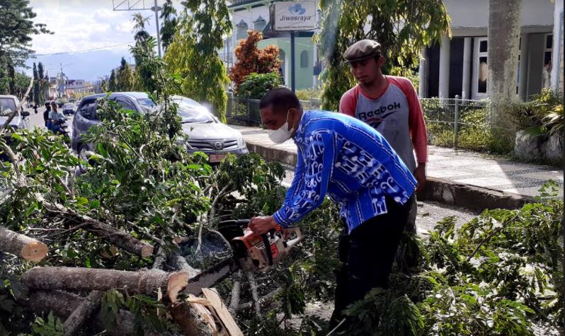 DLH Kotamobagu Pangkas Pohon Trambesi yang Membahayakan Penguna Jalan