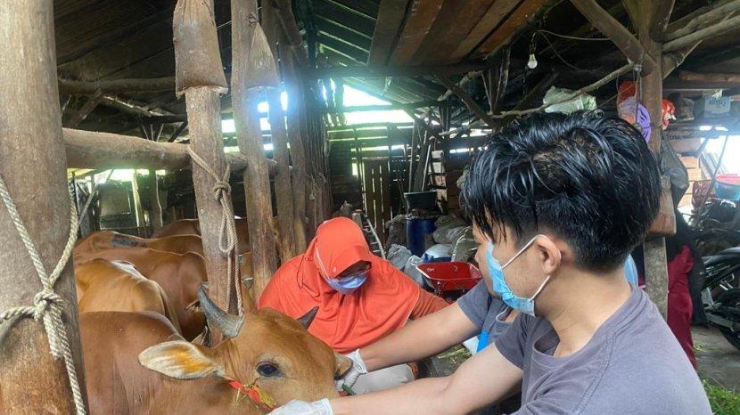 pengambilan-sampel-ternak-sapi-yang-terindikasi-terjangkit-virus-penyakit-pmk.jpg