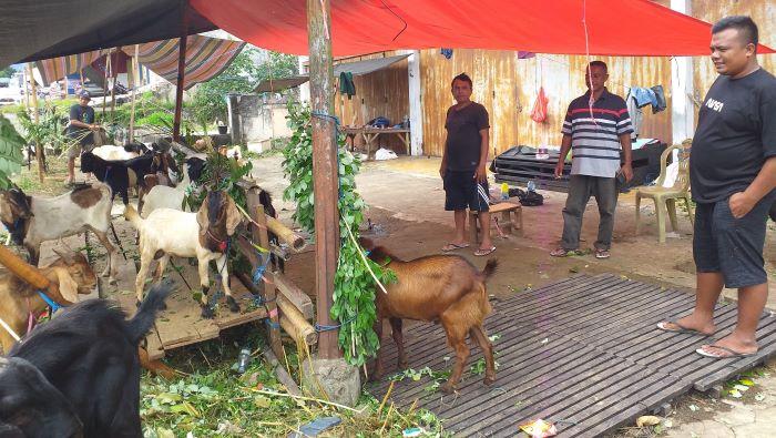 penjual-kambing-kurban-di-Kotamobagu-sdva.jpg