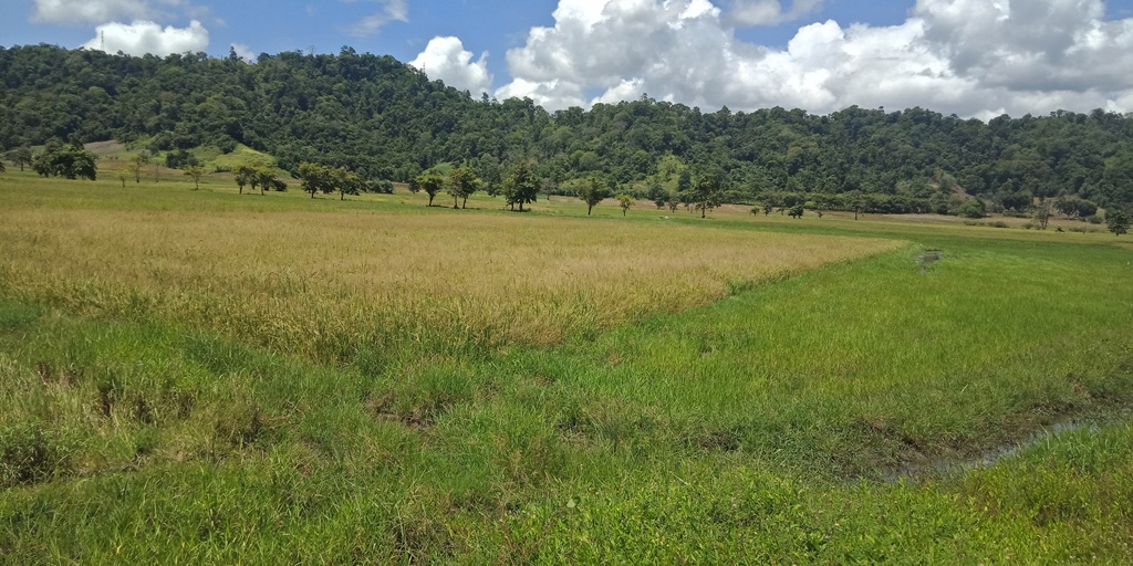 Warga Passi Barat Tanam Ubi Hadapi Covid-19