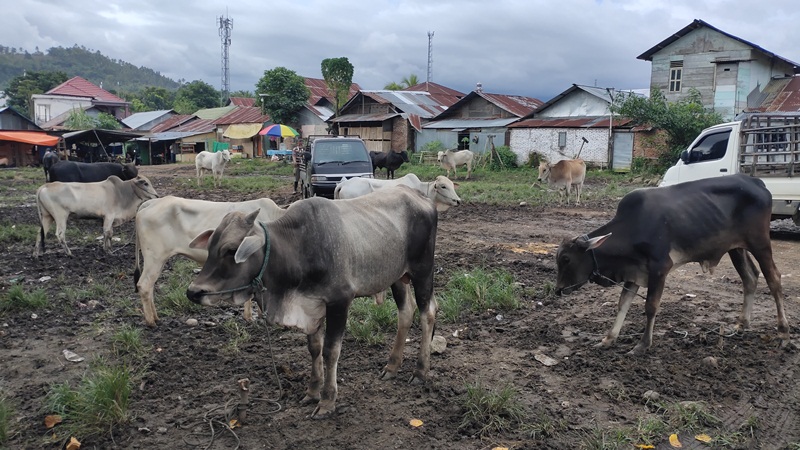 Permintaan Sapi di Kotamobagu Mulai Ramai Jelang Idul Adha