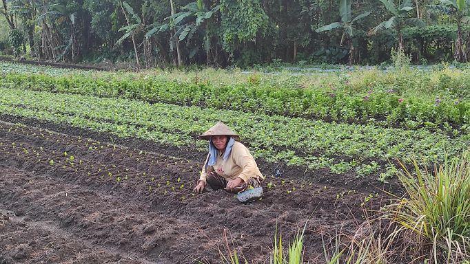 petani-menanam-di-tomohon.jpg