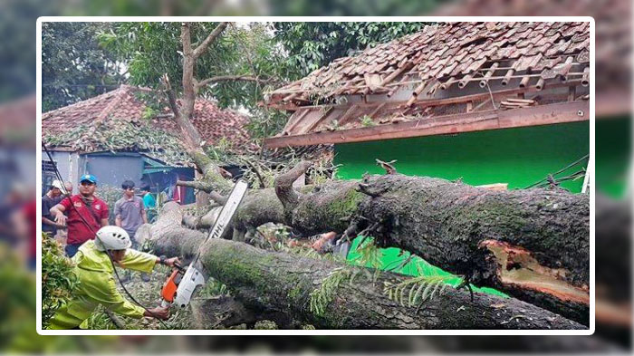 Hujan Angin Membuat Pohon Tinggi 20 Meter Berdiameter 2 Meter Tumbang & Timpa Dua Bangunan