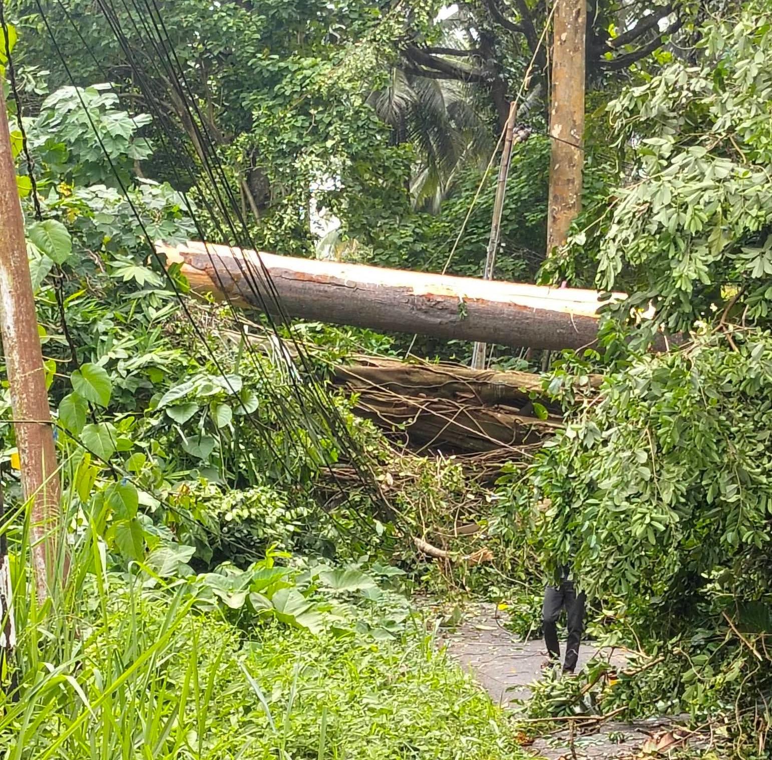 ‎Breaking News, Pohon Tumbang Tutup Akses Jalan Sea Warembungan Minahasa, Warga Langsung Lakukan Ini