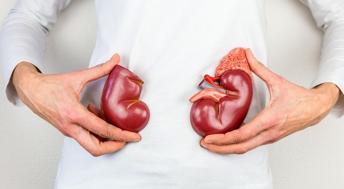 potret-ilustrasi-contoh-hati-dan-ginjal-589679.jpg
