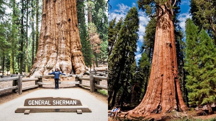 Potret Pohon Terbesar di Dunia, Dijuluki General Sherman, Dilindungi Selimut Anti Api