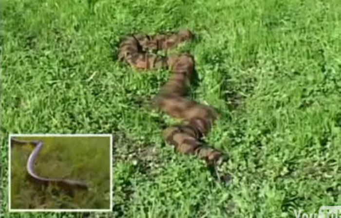 Kehebatan Israel, Ciptakan Ular Mata-mata Dilengkapi Kamera