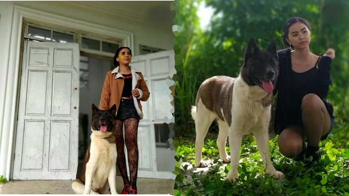 Ingin Anjing Peliharaan Anda Pandai? Bawa Langsung ke Tempat Ini