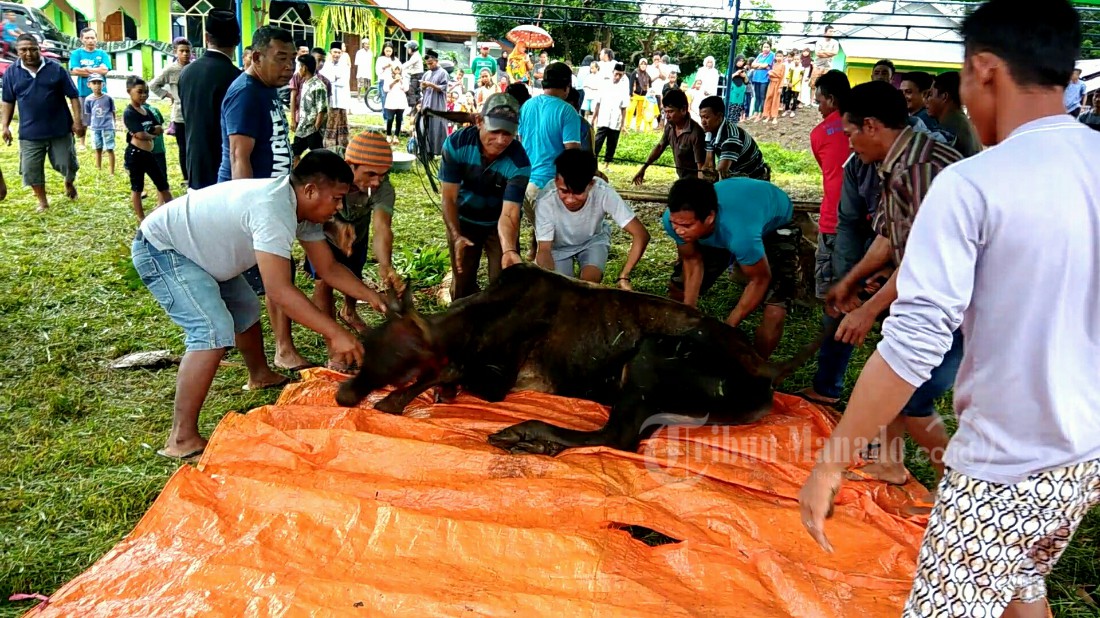 sapi-kurban-di-desa-tabilaa_20180821_130921.jpg