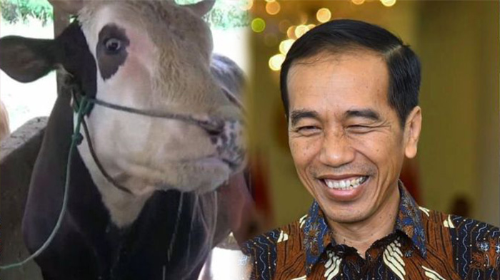 sapi-kurban-jokowi-di-idul-adha-2019-436246.jpg