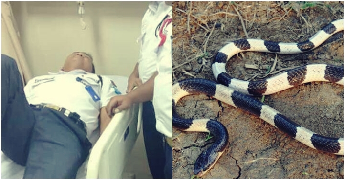 satpam-tewas-dipatok-ular.jpg