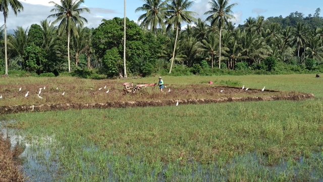 sawah_20180612_123028.jpg