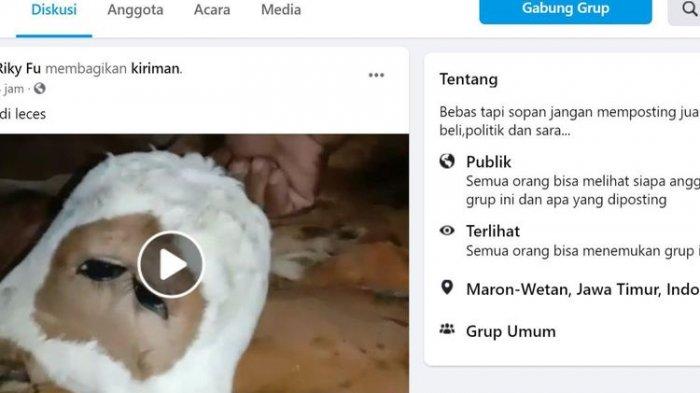 Warga Histeris Lihat Seekor Sapi Berkepala Dua dan Bermata Empat yang Lahir di Probolinggo