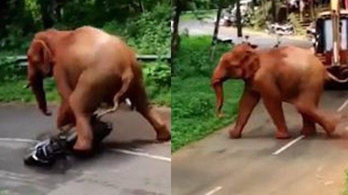 VIRAL VIDEO Gajah Ngamuk di Tengah Jalan, Seret & Injak-injak Motor Warga
