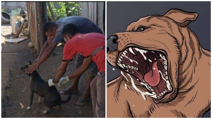 Digigit Anjing, Seorang Anak di Flores NTT Mengalami Gejala Diduga Rabies: Takut Air dan Udara