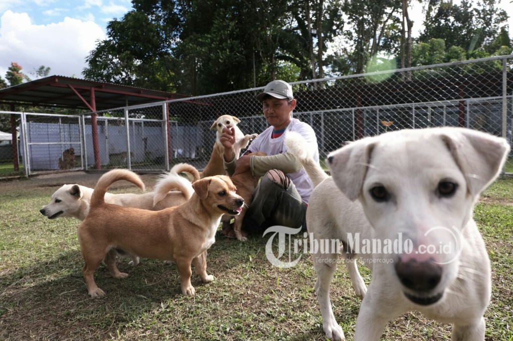 seorang-keeper-bersama-anjing-anjing-di-shelter-afmi-di-tomohon-sulawesi-utara_20180417_102710.jpg
