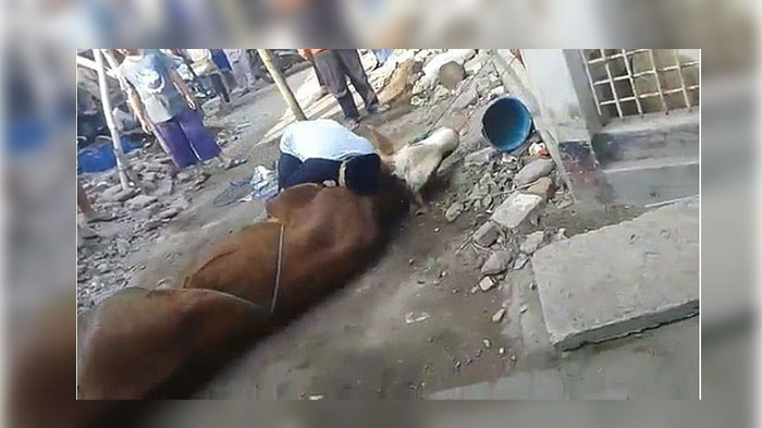 Idul Adha, Seorang Panitia Meninggal Dunia Sebelum Sembelih Kurban, Diduga Kelelahan Saat Jaga Sapi