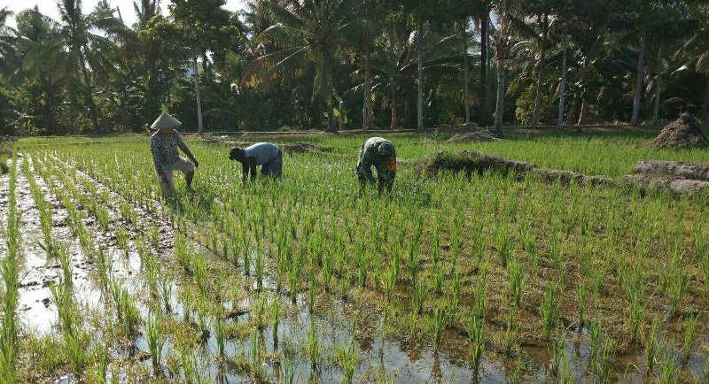 Serda Safihuddin Bersihkan Gulma Bareng Petani di Desa Linawan Bolsel