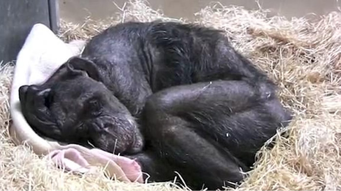 Netizen Menangis Lihat Simpanse Ini akan Mati Bahagia Setelah Dikunjungi Orang Ini