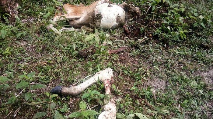 Seekor Sapi Dimangsa Harimau di Perkebunan Warga, Bangkai Ditemukan Tak Utuh, Penduduk Desa Resah