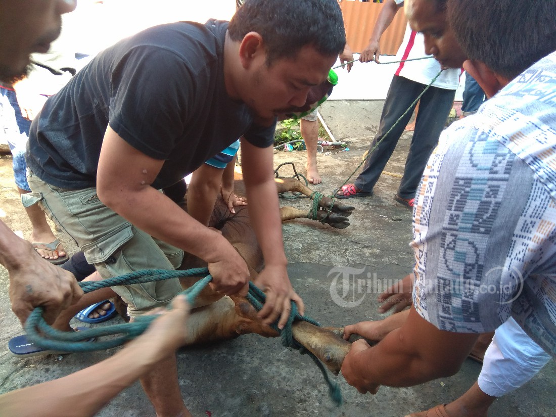 suasana-penyembelihan-hewan-kurban_20180822_123438.jpg