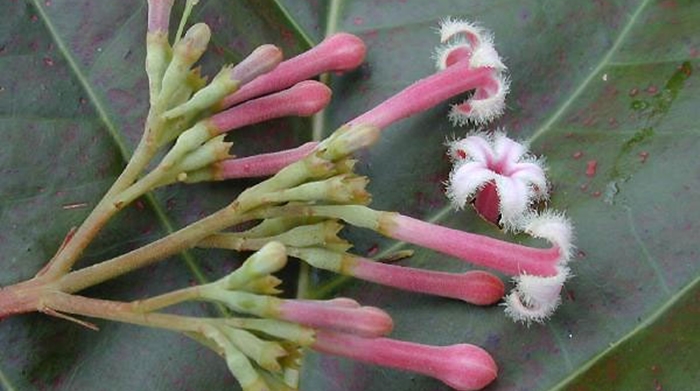 Kabar Gembira, Tanaman Asal Jabar Ini Bisa Tangkal Virus Corona, Ridwan Kamil: Sudah Teruji di Wuhan