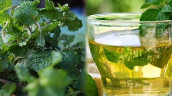 tanaman-mint-tanaman-yang-sering-dijadikan-sebagai-obat-tradisional-di-indonesia.jpg