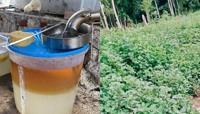 tempat-penyulingan-minyak-nilam-dan-kebun-nilam-di-Desa-Sea-Kecamatan-Pineleng-Minahasa.jpg