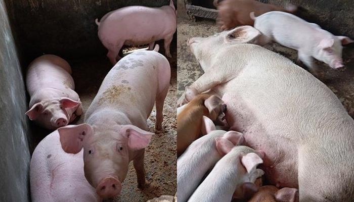 Pantas Populasi Ternak Babi di Sulawesi Utara Semakin Banyak, Ternyata karena Program Ini