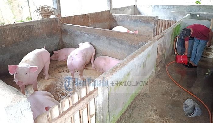 Kebutuhan Babi Potong di Sulut 5 Ribu Ekor per Bulan, Produksi Lokal Bisa Penuhi Hanya 50 Persen - Tribunmanado.co.id
