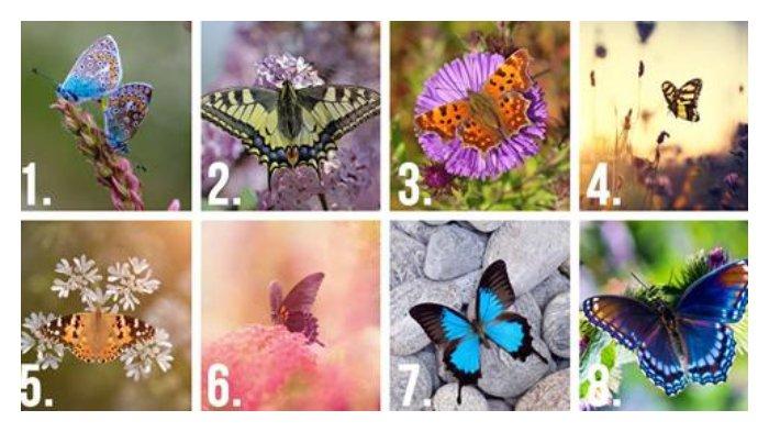 tes-kepribadian-kupu-kupu-yang-kamu-pilih-dapat-mengungkap-rahasia-terdalam-dari-sifat-aslimu.jpg