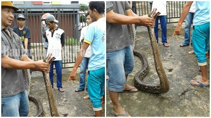 Ular Piton Berukuran 4,5 Meter Ditemukan Warga Saat Sedang Memangsa Ayam