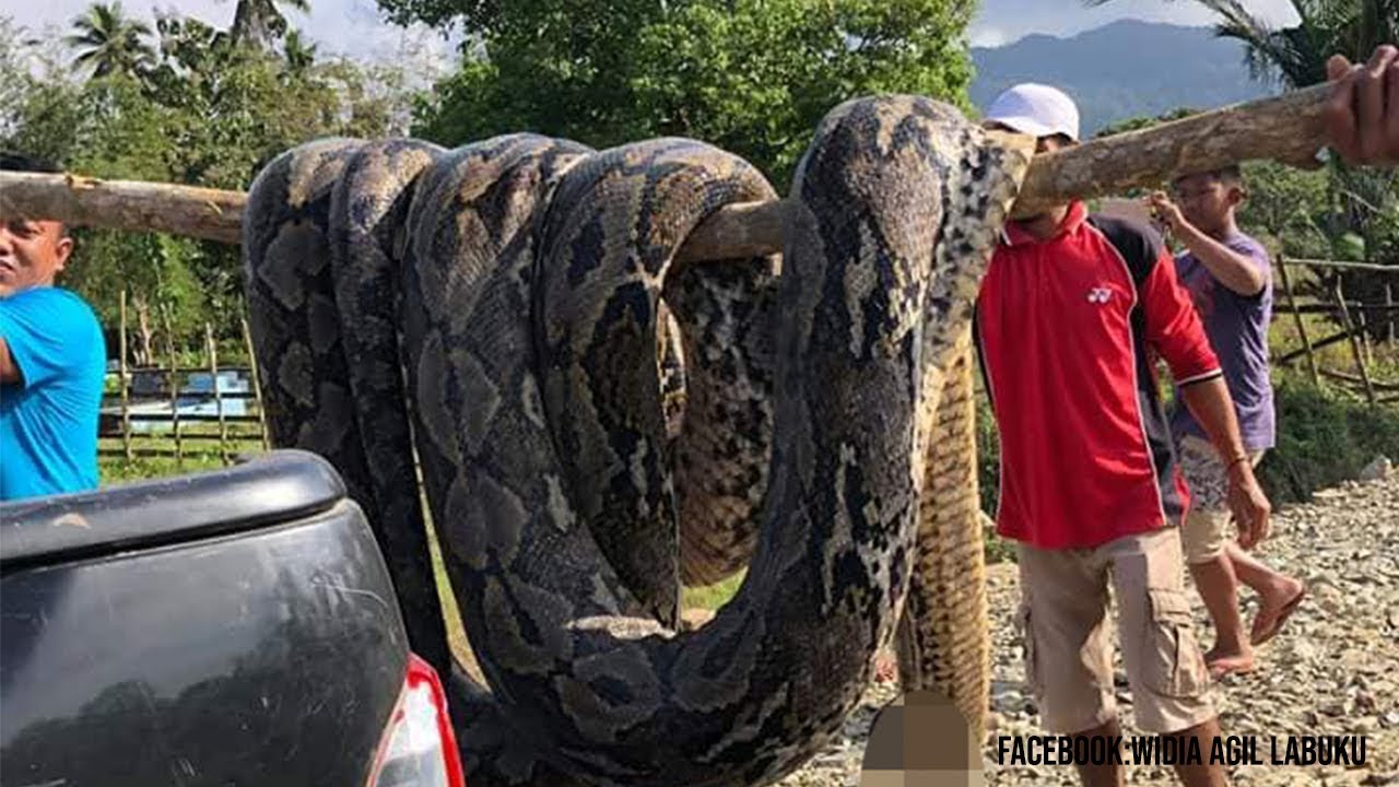 Potret Ular Titanoboa Ular Terbesar di Dunia, Nenek Moyang Piton dan Anakonda, Beratnya Sampai 1 Ton