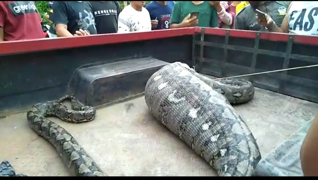 Ular Sanca Sepanjang 5 Meter yang Ditemukan di Kotamobagu, Rencana Bakal Dipelihara