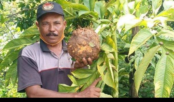 Cerita Warga Desa yang Raup Rp 330 Juta dari Hasil Panen Porang, Usaha Menjanjikan!