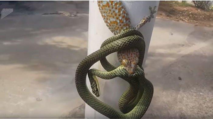 video-seekor-tokek-dan-ular-bertarung.jpg