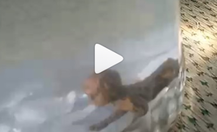 Viral Video Tuyul Ditangkap Warga, Disekap di Toples, Penduduk Desa Heboh