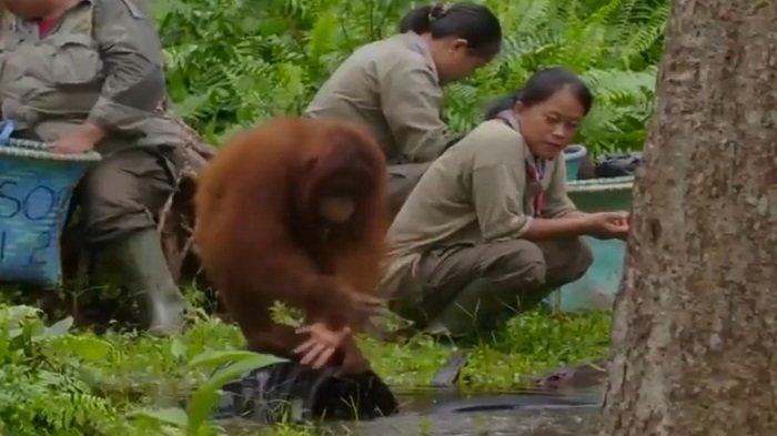 video-viral-orangutan-ajarkan-cuci-tangan-petugas-ikut-memperhatikan-tingkah-lakunya.jpg