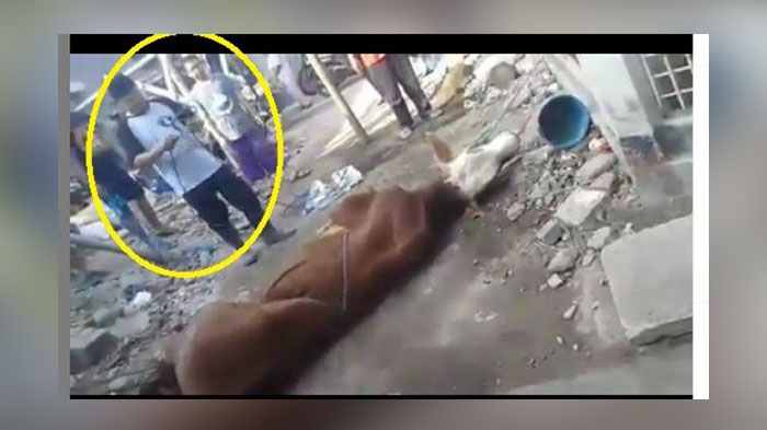 Sapi Dalam Keadaan Terbaring dan Terikat, Seorang Jagal Mendekatinya dan Meninggal Dunia