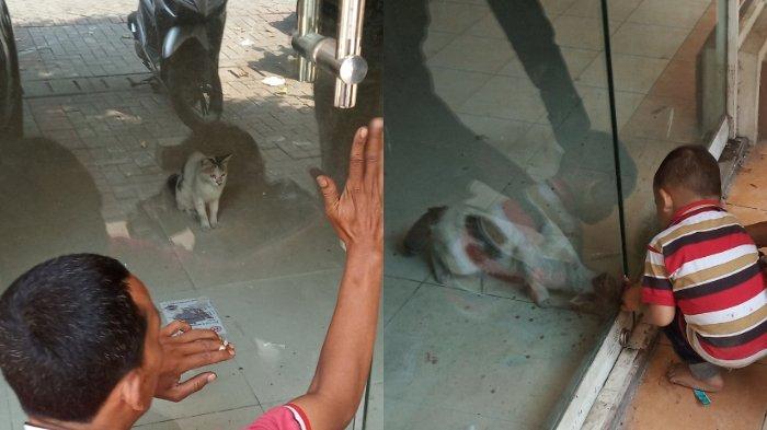Kisah Seekor Kucing yang Terjebak di Dalam Ruko Selama Sebulan, Diberi Makan Melalui Celah Pintu