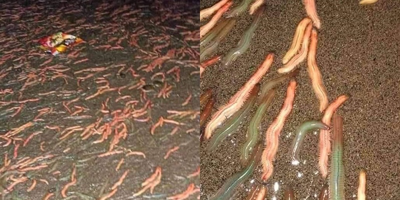 viral-ribuan-cacing-keluar-dari-bumi.jpg